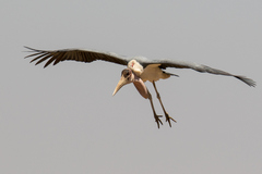 A marabou stork gliding into land