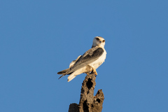 The small black-shouldered kite has very distinctive plumage