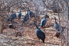Helmeted guinea-fowl abound in noisy flocks