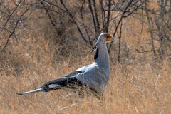 A secretary bird looking for lizards and snakes in the long grass