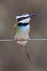 The white-throated bee-eater has a striking black and white head pattern