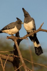 White-bellied go-away-birds utter onomatopoeic sounds hence 'go away' bird 