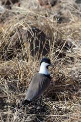 A very smart looking spur-winged lapwing - known as plovers in southern Africa