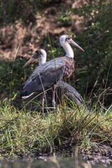 Wooly-necked storks are widespread in Africa and Asiar