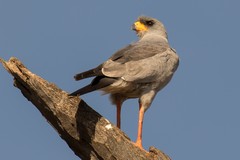 An Eastern chanting-goshawk, recognisable from the dark chanting-goshawk by its yellow cere and orange legs