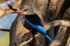 The grey-headed kingfisher eats insects and small lizards