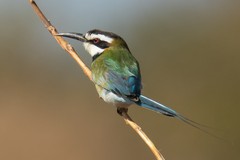 White-throated bee-eater