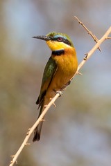 Nice photo of a little bee-eater