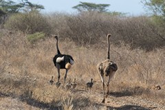 Somali ostriches with their young, Not many will make it to adulthood