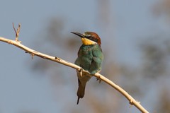 The European bee-eater is a migrant, arriving prior to the onset of the rains