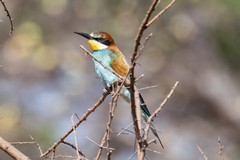 Another shot of a European bee-eater, in different lighting conditions