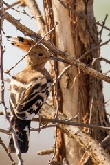 The African hoopoe is almost identical to the European one