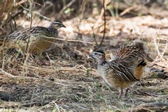 The crested francolin has the noisiest wake up call of any bird I've ever camped near