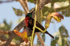 Sausage tree flowers attract the attention of a scarlet-chested sunbird looking for nectar