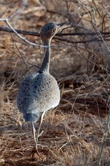 One of the smallest of its family, this is a buff-crested bustard