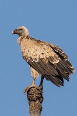 The Ruppell's griffon vulture is now critically endangered