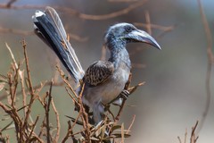 African grey hornbill. The lack of a casque and pinkish tip to the beak suggest that this is a female