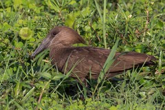 The hamerkop is considered to be magical, or a bird of ill omen