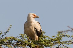 The palm-nut vulture eats the fruits of the oil palm as well as molluscs, fish and sometimes carrion