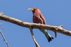 The broad-billed roller likes to perch at the top of the tallest rees, making for a difficult shot