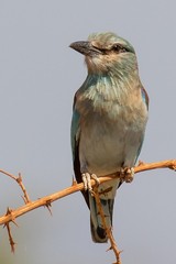 The European roller is a migrant, arriving in October and leaving in April