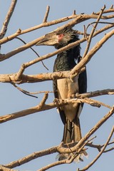 A trumpeter hornbill. This is a female, with a smaller casque than the mal