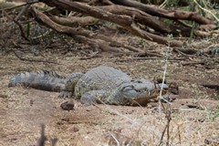 Nile crocodile soaking up the heat