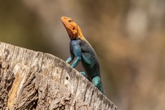 Male red-headed agama lizard. Males display by nodding their heads up and down