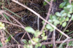 African rock python under a bush after having eaten an antelope whole