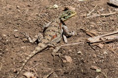 Female red-headed agama lizard