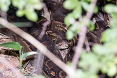 The rock python stayed under the bush for three days after eating its meal