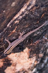 A small gecko type lizard