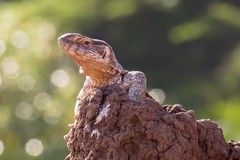 Savannah monitors are often seen living in termite mounds or in trees