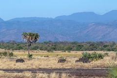 Rhino sanctuary, with white rhinos