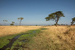 These small rivers are vital to the wildlife in the dry season