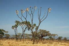 Doum palms are favourite perches for several types of vultures including Ruppell's griffon and white-backed vultures