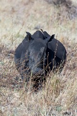 White rhinos are easy to spot at this time of year