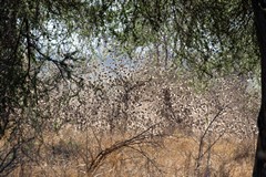 The huge flocks of red-billed queleas are absolutely fascinating to watch as they move through the bush feeding. It's amazing that they all manage to miss each other. Queleas are the World's most numerous bird