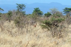 Typical gerenuk habitat. You'd have a much harder time seeing one in the green season