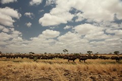 Clouds are building up prior to the onset of the rains in late October or early November. The grasses are dry and burnt but still support huge herds of buffalos, as long as they have adequate water for a daily drink. Processing this grass requires a lot of water