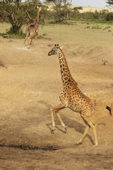 These giraffe were startled as they headed down to the stream to drink