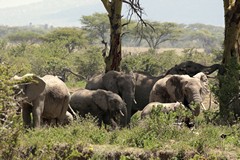Family of elephants feeding on the bushes