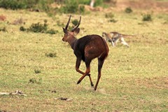 Just a glimpse of a bushbuck ram as he high tailed it for cover. They don't like to be caught out in the open