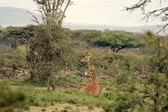 Not often that we catch a giraffe resting