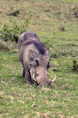 Warthog using his adapted snout to shovel up food