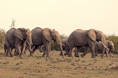 One of the many elephant families that constantly traverse the Mara
