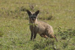 This bat eared fox is convinced that it is hidden behind the twig
