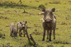 Ever on the alert. A warthog mum with her piglets. Odds on some have already been lost to predators