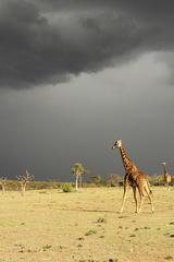 The giraffe is in the sunshine as the black clouds of a thunderstorm roll in behind it. 