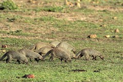 Famous for their ability to kill snakes, banded mongooses live in groups of up to twenty